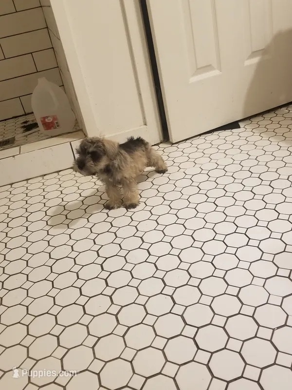 Ashley – Miniature Schnauzer puppy for sale in Kansas City, KS