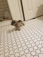 Ashley, a female Miniature Schnauzer for sale in Kansas City, KS – 2 of 4