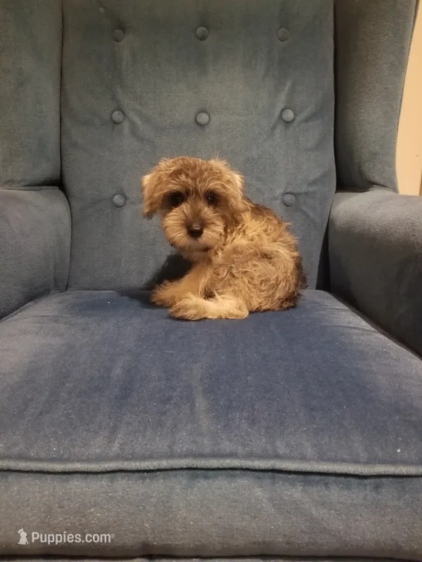 Ashley – Miniature Schnauzer puppy for sale in Kansas City, KS