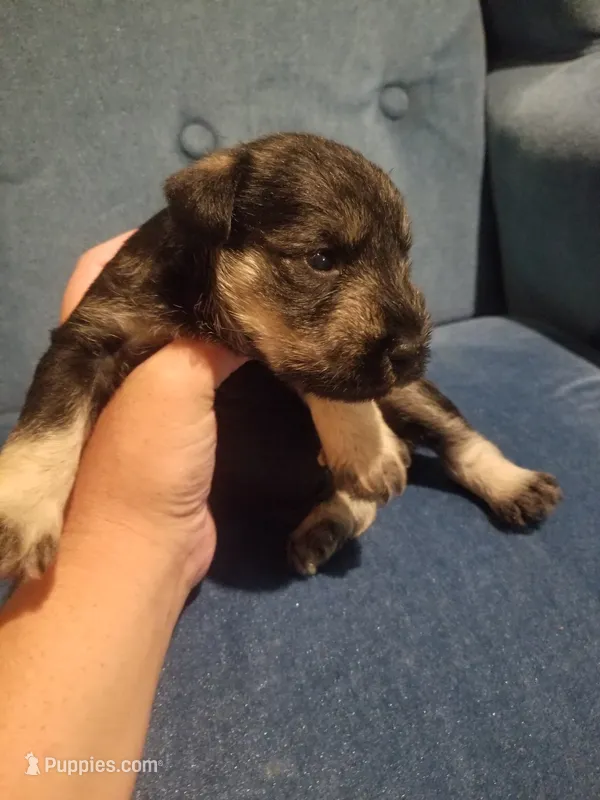 Colton – Miniature Schnauzer puppy for sale in Kansas City, KS