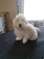 Moe, a male Maltipoo for sale in Centralia, MO – Photo 4 of 6