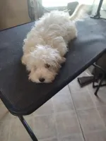 Moe, a male Maltipoo for sale in Centralia, MO – Photo 3 of 6