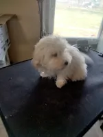 Moe, a male Maltipoo for sale in Centralia, MO – Photo 2 of 6