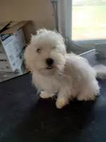 Moe, a male Maltipoo for sale in Centralia, MO – Photo 5 of 6