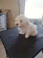 Moe, a male Maltipoo for sale in Centralia, MO – Photo 6 of 6