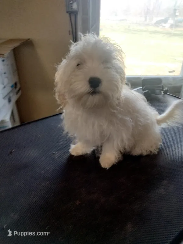 Moe – Maltipoo puppy for sale in Centralia, MO