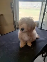 Larry, a male Maltipoo for sale in Centralia, MO – Photo 5 of 7