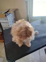 Larry, a male Maltipoo for sale in Centralia, MO – Photo 6 of 7