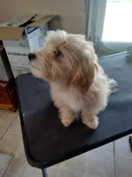 Larry, a male Maltipoo for sale in Centralia, MO – Photo 3 of 7
