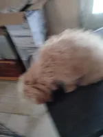 Larry, a male Maltipoo for sale in Centralia, MO – Photo 7 of 7