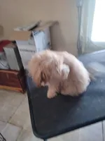 Larry, a male Maltipoo for sale in Centralia, MO – Photo 4 of 7