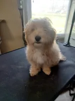 Larry, a male Maltipoo for sale in Centralia, MO – Photo 1 of 7