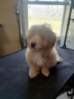 Larry, a male Maltipoo for sale in Centralia, MO – Photo 2 of 7