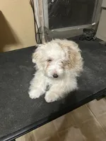 Mr. Curly , a male Maltipoo for sale in Centralia, MO – Photo 2 of 2