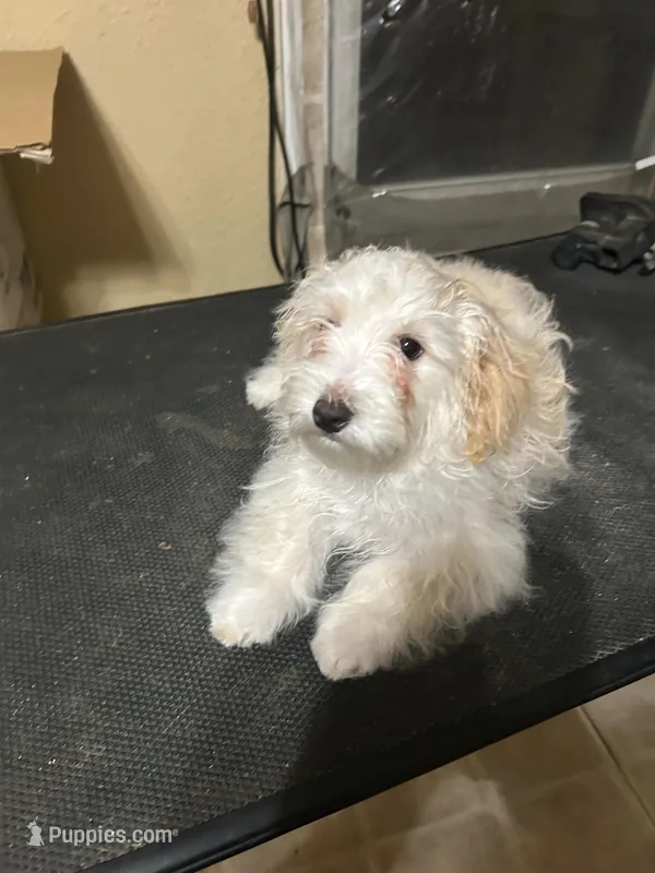 Curly , a male Maltipoo for sale in Centralia, MO – Photo 1 of 2