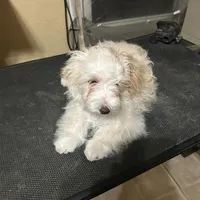 Curly , a male Maltipoo for sale in Centralia, MO – Photo 1 of 2