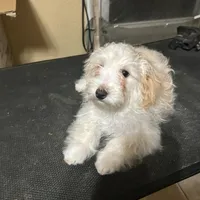 Curly , a male Maltipoo for sale in Centralia, MO – Photo 2 of 2