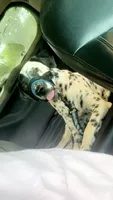 Raya, a female Dalmatian for sale in Stillwater, OK – 2 of 4