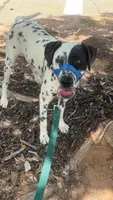 Raya, a female Dalmatian for sale in Stillwater, OK – 3 of 4