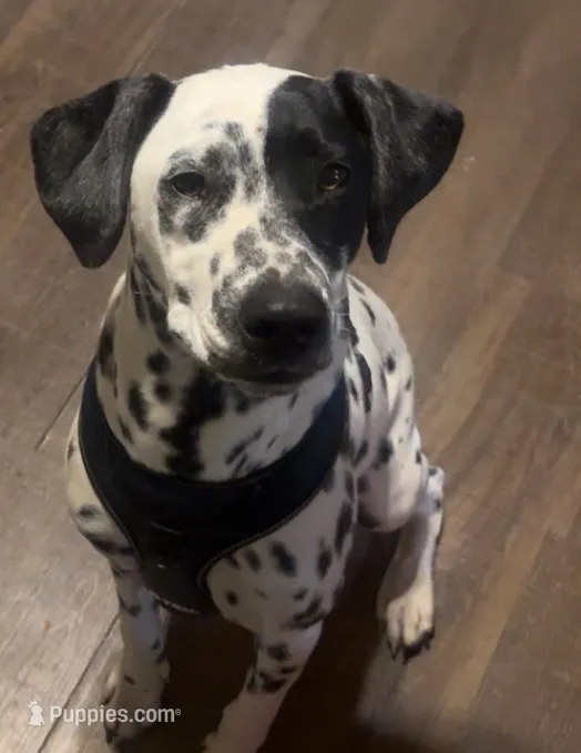 Raya – Dalmatian puppy for sale in Stillwater, OK