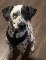 Raya, a female Dalmatian for sale in Stillwater, OK – 1 of 4