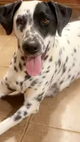 Raya, a female Dalmatian for sale in Stillwater, OK – 4 of 4
