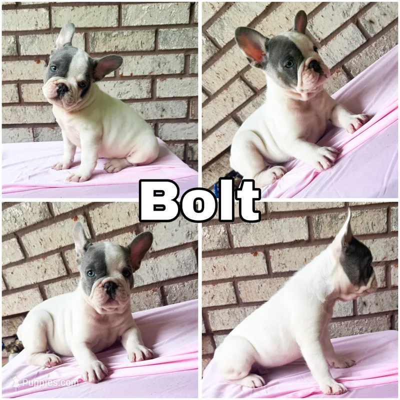 Bolt  – French Bulldog puppy for sale in Citronelle, AL