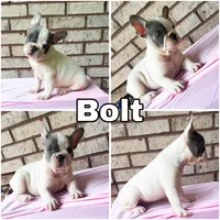 Bolt , a male French Bulldog for sale in Citronelle, AL – 1 of 1