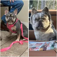 Roxy, a female French Bulldog for sale in Citronelle, AL – 2 of 2