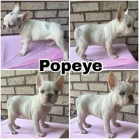 Popeye, a male French Bulldog for sale in Citronelle, AL – 1 of 1