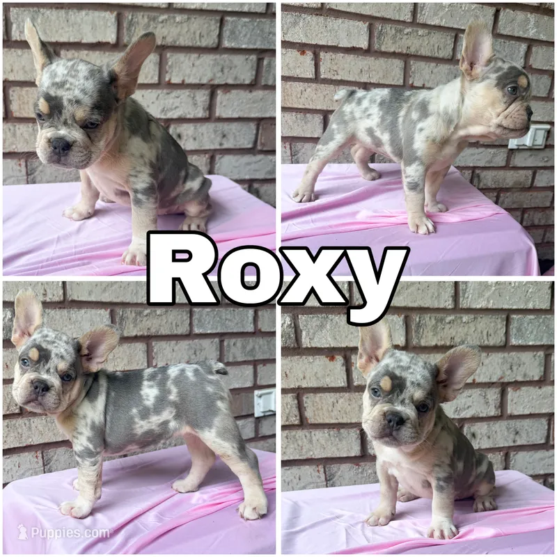 Roxy – French Bulldog puppy for sale in Citronelle, AL