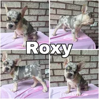 Roxy, a female French Bulldog for sale in Citronelle, AL – 1 of 2