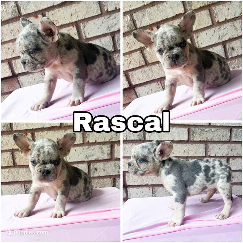 Rascal  – French Bulldog puppy for sale in Citronelle, AL