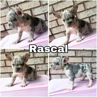 Rascal , a male French Bulldog for sale in Citronelle, AL – 1 of 2