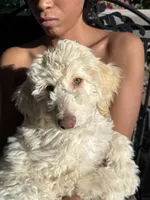 Bear, a male Poodle - Standard  for sale in Pueblo West, CO – 2 of 5