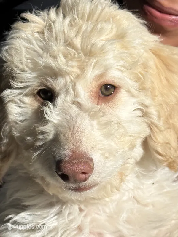 Bear – Poodle - Standard  puppy for sale in Pueblo West, CO