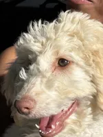Bear, a male Poodle - Standard  for sale in Pueblo West, CO – 3 of 5