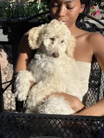Bear, a male Poodle - Standard  for sale in Pueblo West, CO – 5 of 5