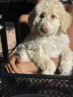 Bear, a male Poodle - Standard  for sale in Pueblo West, CO – 4 of 5