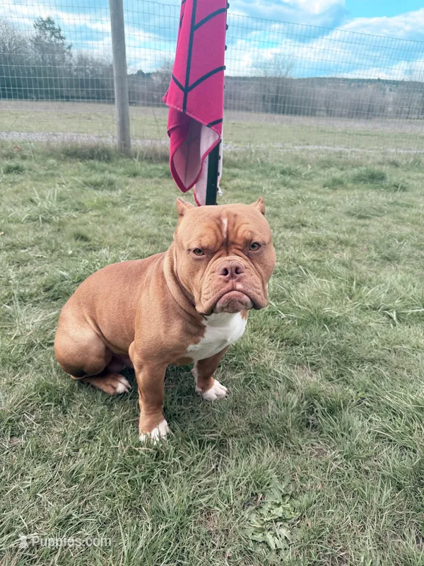 Rocco – American Bully puppy for sale in Longview, WA