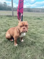 Rocco, a male American Bully for sale in Longview, WA – Photo 1 of 4