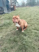 Rocco, a male American Bully for sale in Longview, WA – Photo 2 of 4