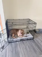 Rocco, a male American Bully for sale in Longview, WA – Photo 4 of 4