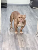 Rocco, a male American Bully for sale in Longview, WA – Photo 3 of 4