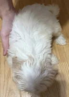 processed/63ad6a21-b1f7-4c89-b3a4-71679e40870c/listing/145eb93f-a339-4ef3-b388-b489cc30d8e4/c77ecfce-f579-4f71-96a6-c8ee68aa4b8c