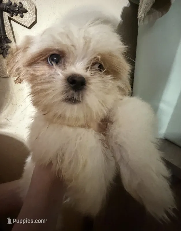 Puppy female – Shih Tzu puppy for sale in Marietta, GA