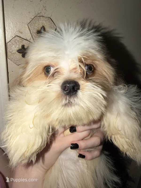Puppy male  – Shih Tzu puppy for sale in Marietta, GA