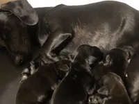 Solid Black Male #1, a male Dachshund and Miniature Dachshund for sale in Las Vegas, NV – 2 of 2