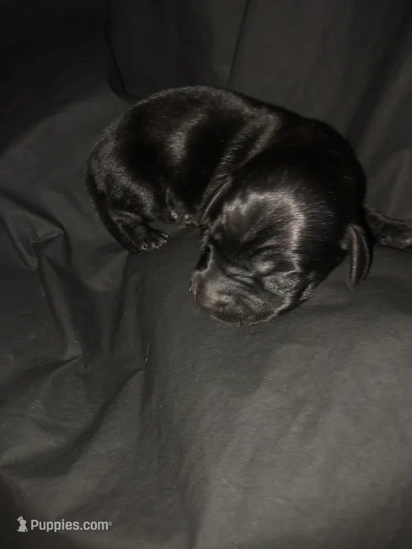 Solid Black Male #1 – Dachshund, Miniature Dachshund puppy for sale in Las Vegas, NV