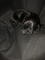 Solid Black Male #1, a male Dachshund and Miniature Dachshund for sale in Las Vegas, NV – 1 of 2